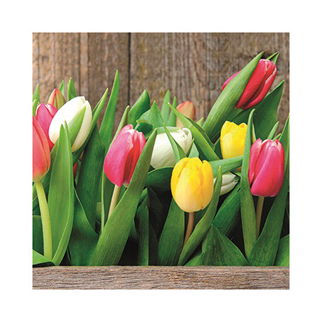 Premium napkins 'Tulips coloured' 20er 33x33cm