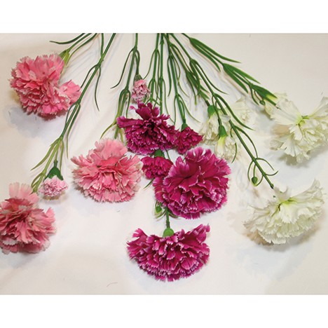Bouquet of carnations 67x18cm w. 5 heads