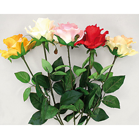 Rose offene Blüte 68cm extralang,5 Farben sort.
