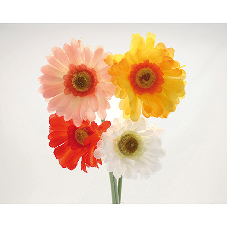 Gerbera 54cm assorted in 4 colours